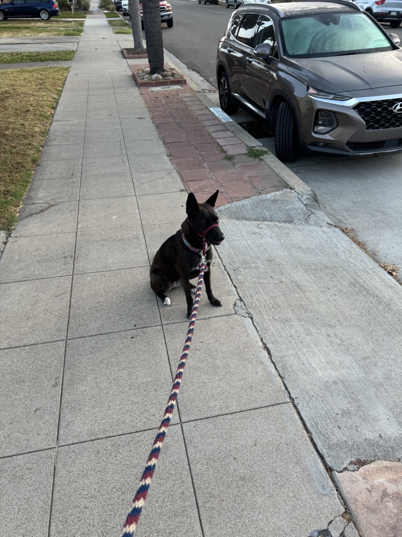 A picture of a black dog named Bowie sitting, taken on August 5 2024 at 6:13 am